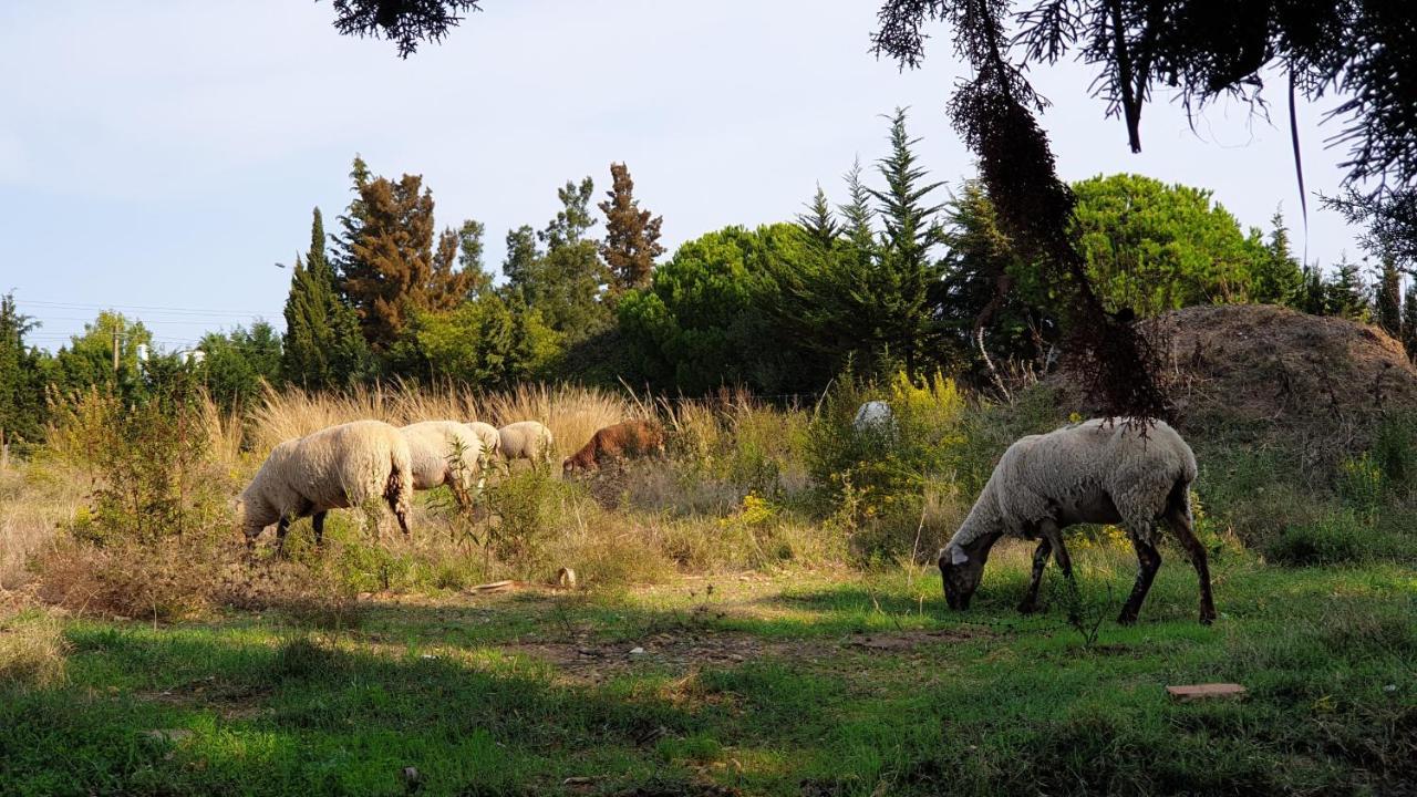 La Casa Del Torreon Bed and Breakfast Aljaraque Εξωτερικό φωτογραφία